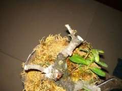 为什么火棘下山桩叶子会出现烧叶 图片