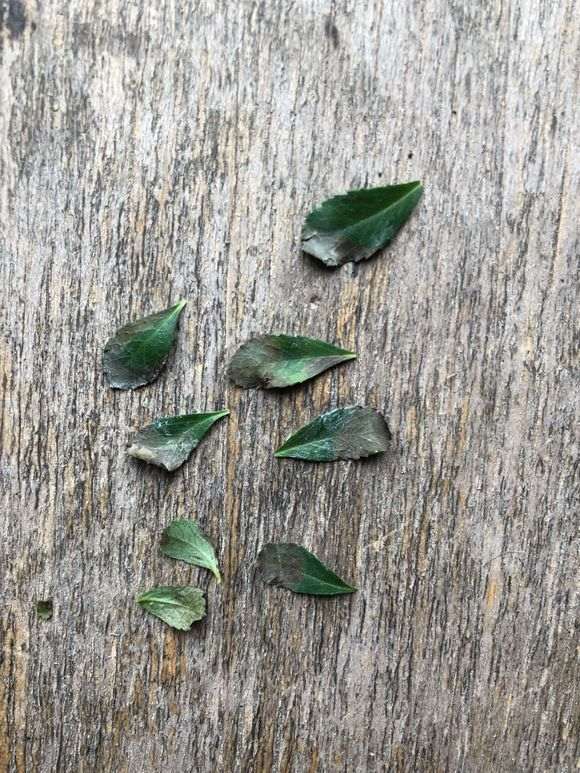 火棘下山桩老叶干尖掉叶是怎么回事