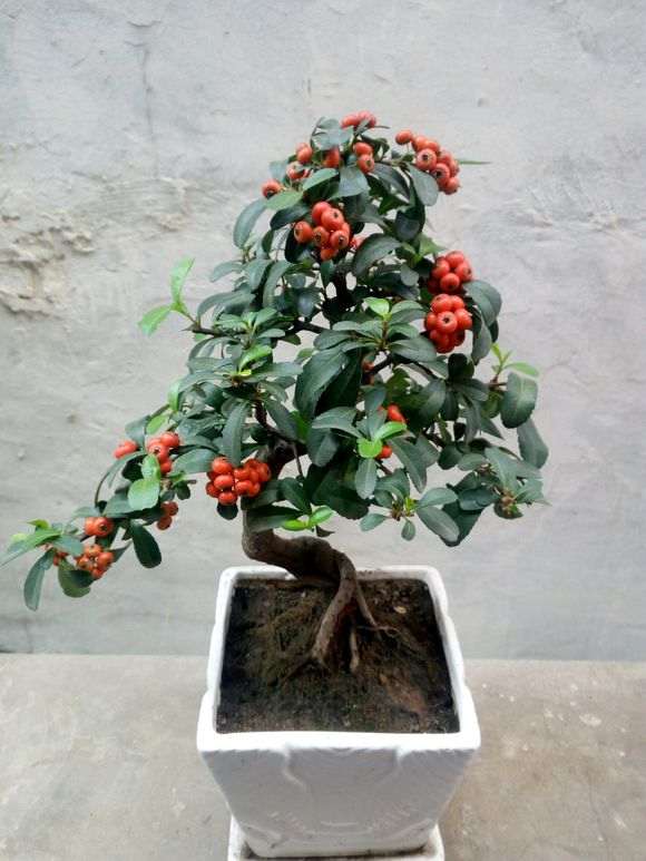 火棘下山桩老叶干尖掉叶是怎么回事