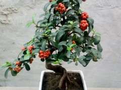 火棘下山桩老叶干尖掉叶是怎么回事