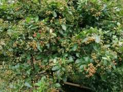 为什么火棘下山桩有寿命短的说法 图片