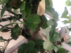 火棘下山桩好多黄叶 叶尖发黑 怎么办