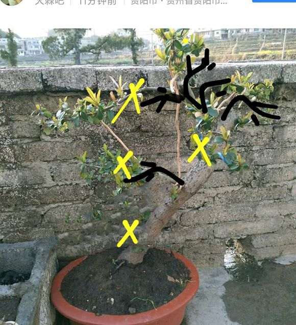 火棘下山桩 指教下怎么制作 图片