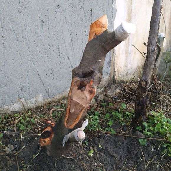 火棘下山桩 指教下怎么制作 图片