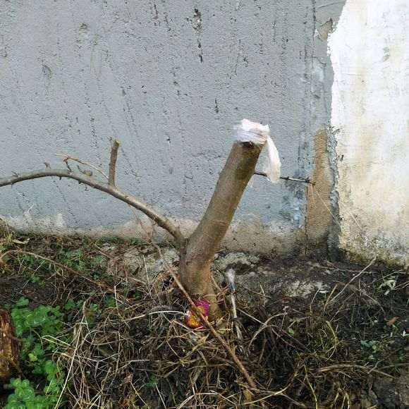 火棘下山桩 指教下怎么制作 图片