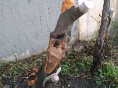 火棘下山桩 指教下怎么制作 图片