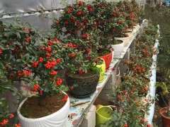 火棘下山桩上盆后怎么养护呢 图片