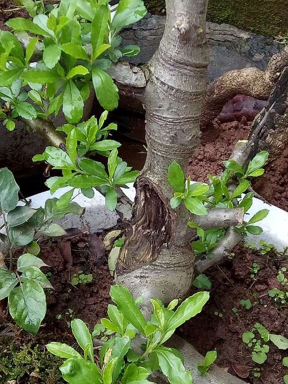 为什么扦插火棘下山桩春季成活率高