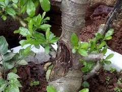 为什么扦插火棘下山桩春季成活率高