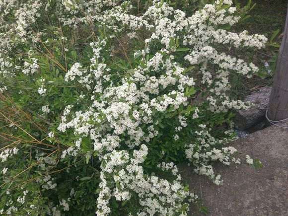 很多地方都用火棘下山桩做绿化带 图片