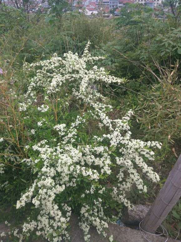 很多地方都用火棘下山桩做绿化带 图片