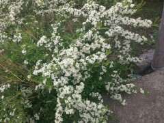 很多地方都用火棘下山桩做绿化带 图片