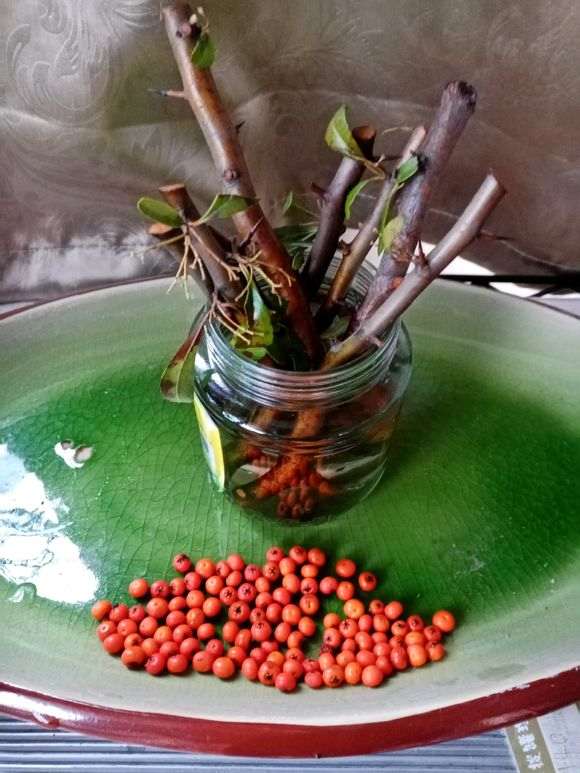 为什么火棘下山桩果子是可以吃 图片