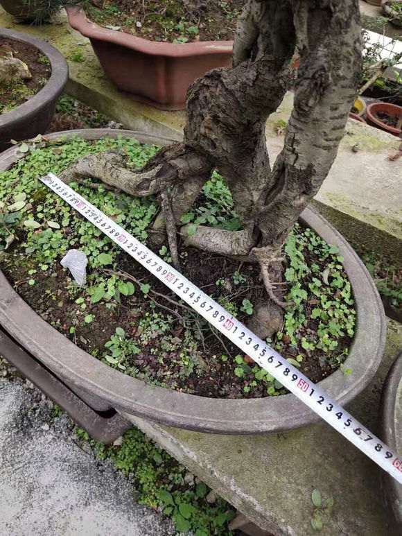 为什么火棘下山桩果子是可以吃 图片