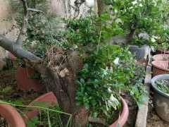 火棘下山桩多长时间能结果 图片