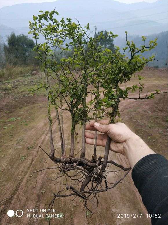 为什么绿化带用火棘下山桩栽 图片