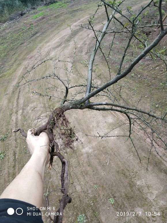 为什么绿化带用火棘下山桩栽 图片