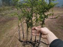 为什么绿化带用火棘下山桩栽 图片