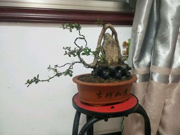 火棘下山桩怎么上盆沙养的方法