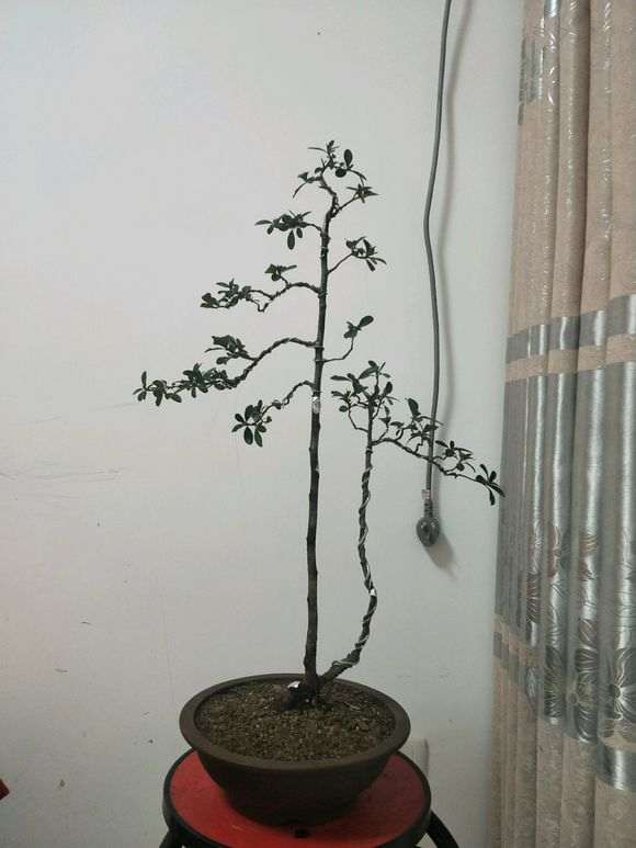 火棘下山桩怎么上盆沙养的方法