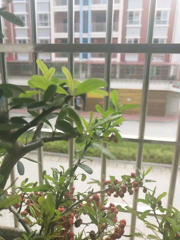 火棘下山桩叶子黄斑是怎么了 图片