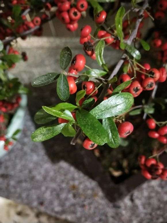 火棘下山桩叶子黄斑是怎么了 图片