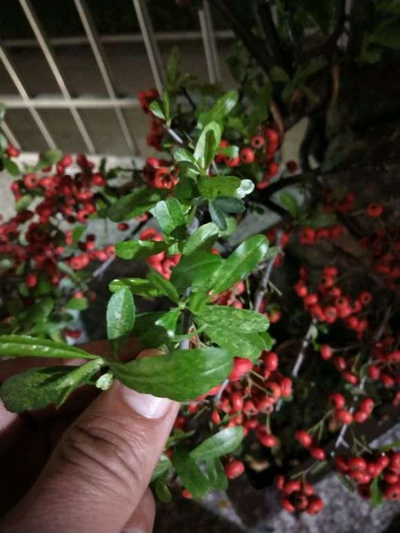 火棘下山桩叶子黄斑是怎么了 图片