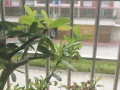 火棘下山桩叶子黄斑是怎么了 图片