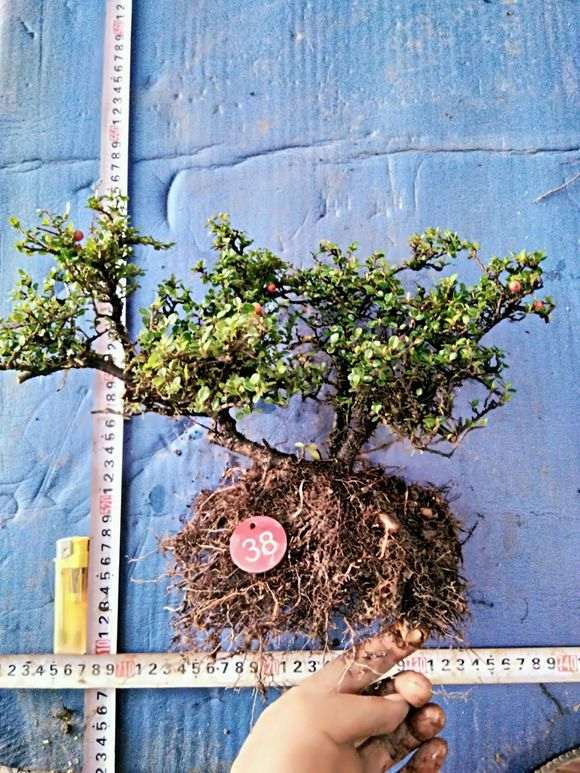 火棘下山桩干枯了不是绿色的还能活吗