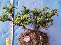 火棘下山桩干枯了不是绿色的还能活吗