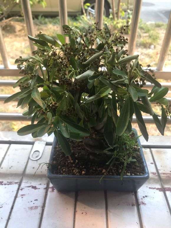 火棘下山桩干的叶子都耷拉了 怎么办