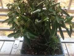 火棘下山桩干的叶子都耷拉了 怎么办