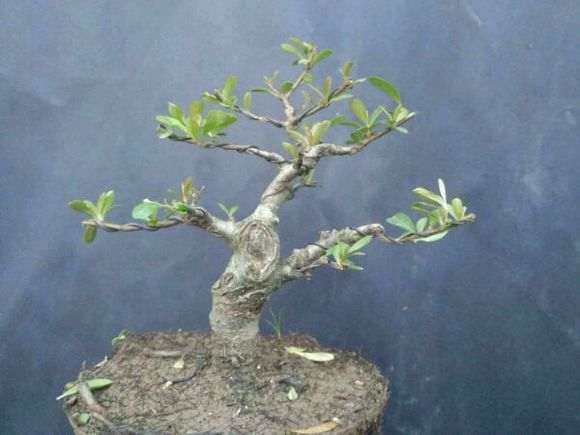 火棘下山桩一般多久可以开花 图片