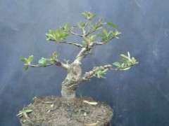 火棘下山桩一般多久可以开花 图片