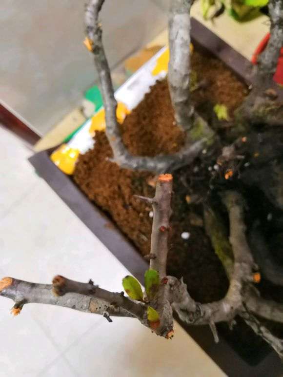 火棘下山桩叶子都被我剪了 怎么办 图片