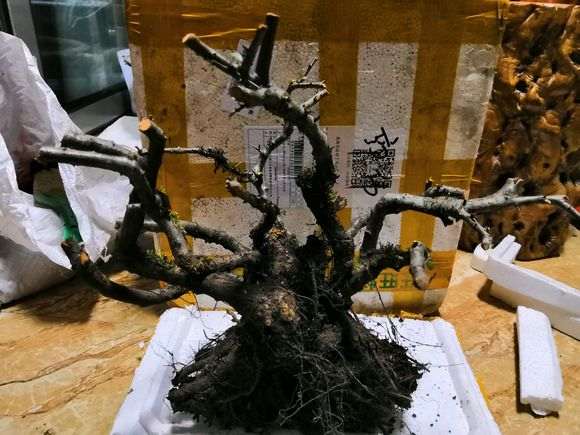 火棘下山桩叶子都被我剪了 怎么办 图片