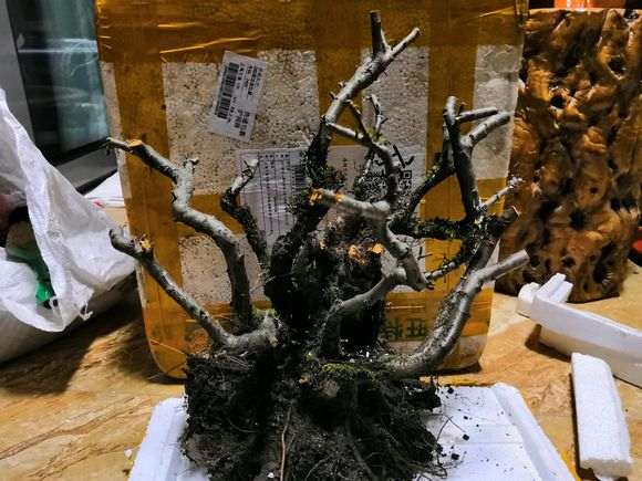 火棘下山桩叶子都被我剪了 怎么办 图片