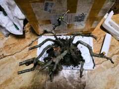 火棘下山桩叶子都被我剪了 怎么办 图片