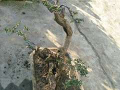 养了一年的火棘下山桩果老桩 可以吗