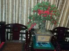 火棘下山桩不摘果 会影响来年挂果吗