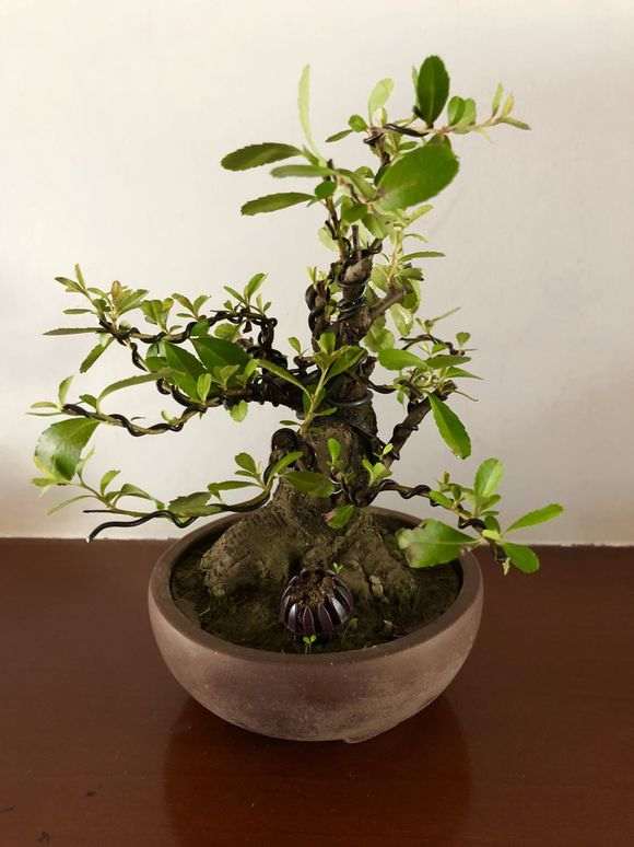 火棘下山桩能在东北室内能养吗 图片