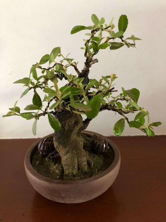 火棘下山桩能在东北室内能养吗 图片