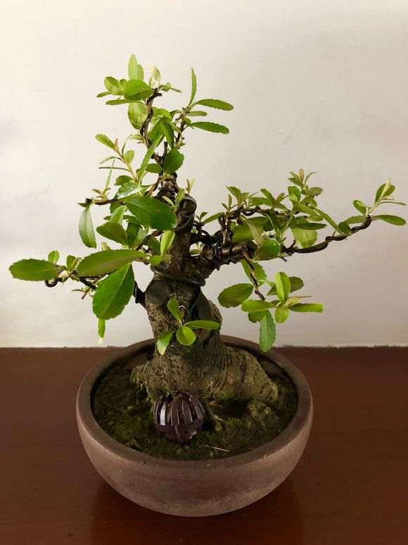 火棘下山桩能在东北室内能养吗 图片