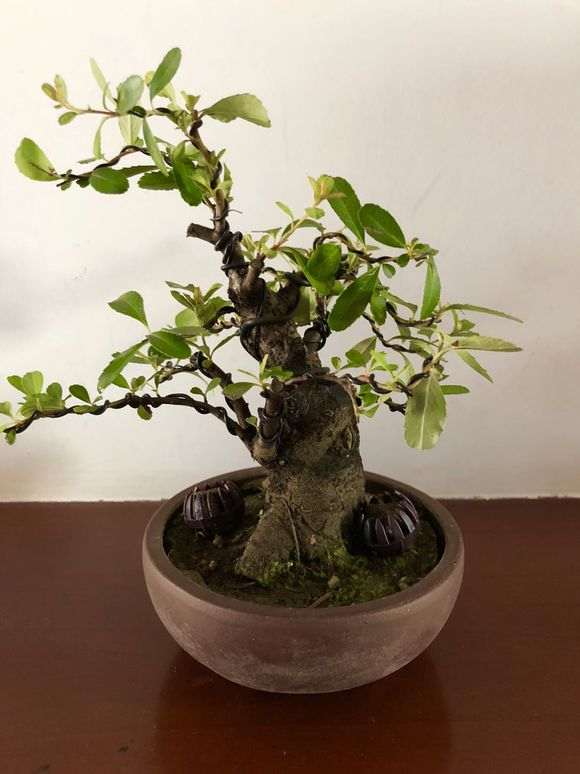 火棘下山桩能在东北室内能养吗 图片