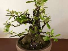 火棘下山桩能在东北室内能养吗 图片