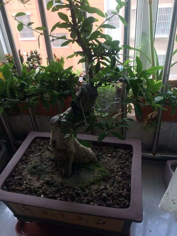 为什么火棘下山桩很容易死 图片