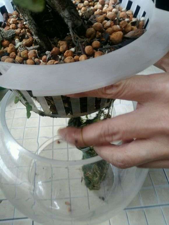 图解 怎么水养火棘下山桩的方法