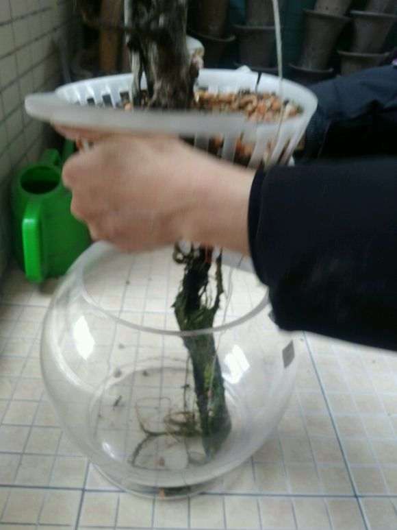 图解 怎么水养火棘下山桩的方法