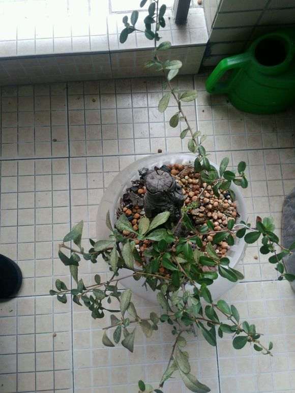 图解 怎么水养火棘下山桩的方法