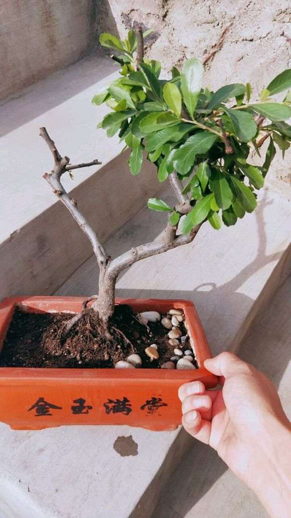 火棘下山桩换盆后叶子都打卷了 怎么办